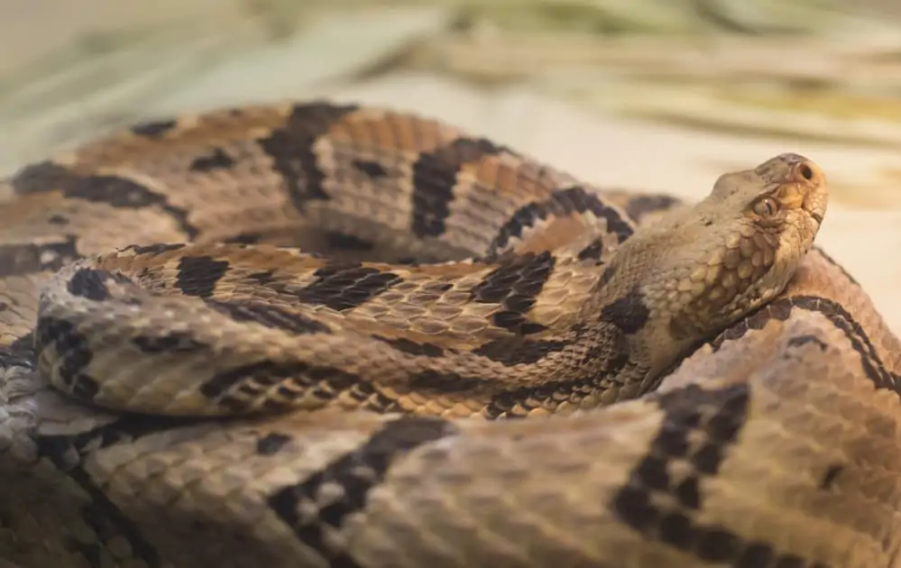 A-Canebrake-rattlesnake.webp|400
