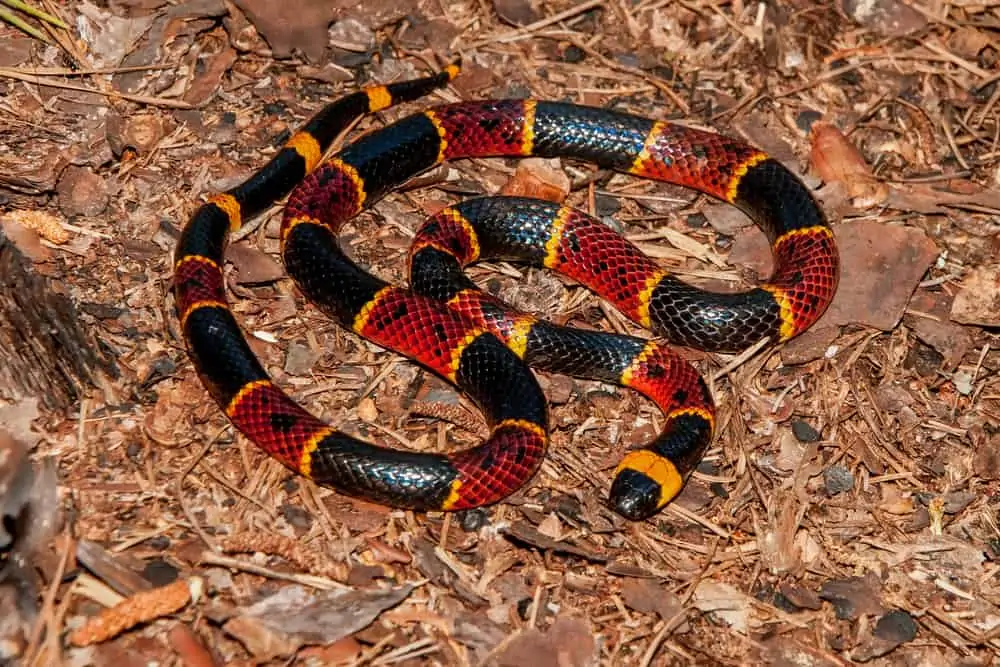 A-Eastern-Coral-Snake.webp|500