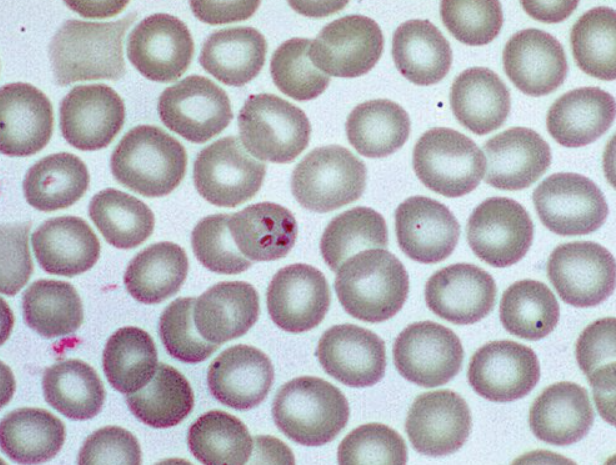 Pasted image 20230731103448.png|400